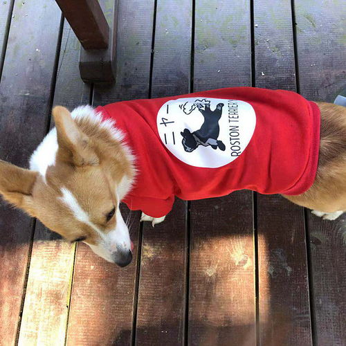 萌寵也潮流 中小型犬全系列時尚薄絨衛衣，助力寵物全運會風采
